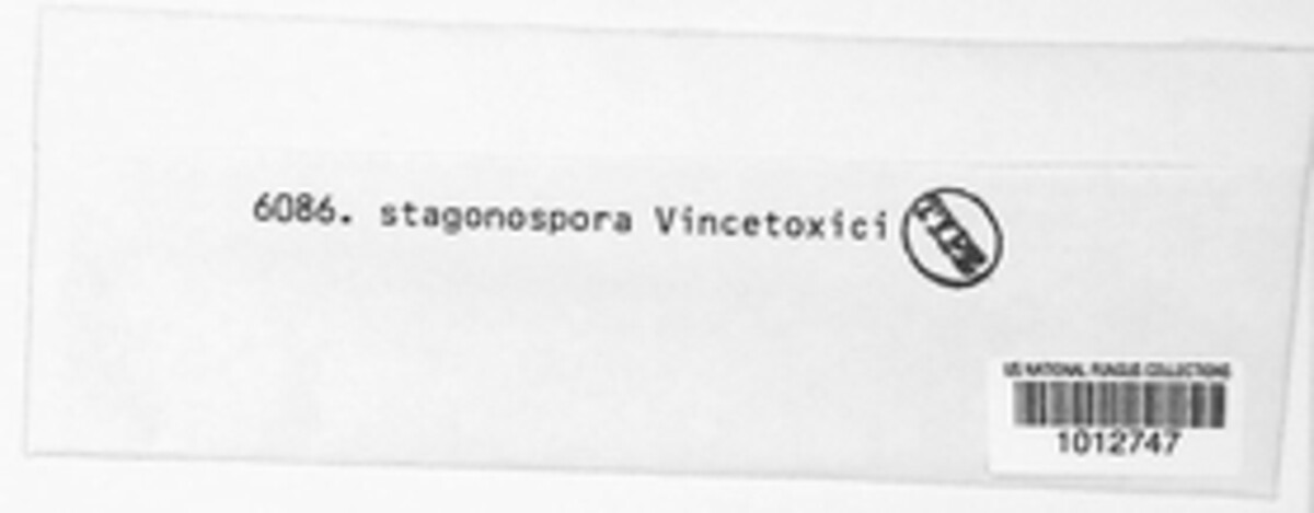 Stagonospora vincetoxici image
